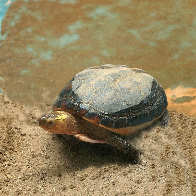 Chinese Box Turtle Facts and Pictures Reptile Fact