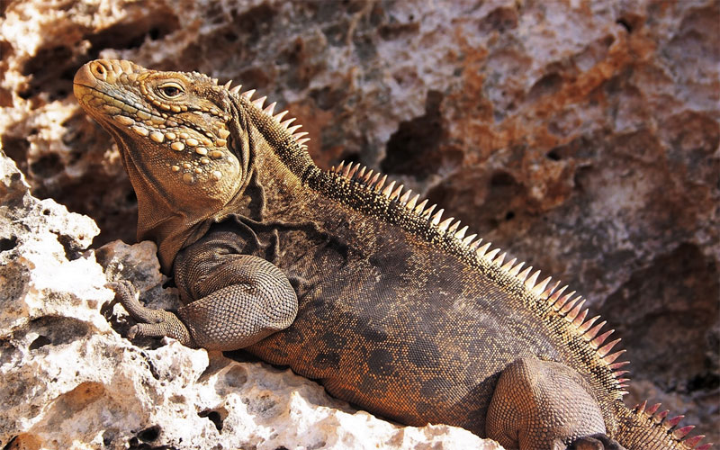 Cuban Rock Iguana Facts and Pictures