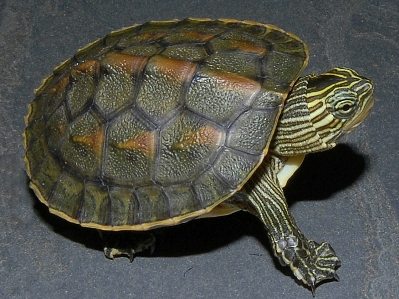 Golden Thread Turtle Facts and Pictures