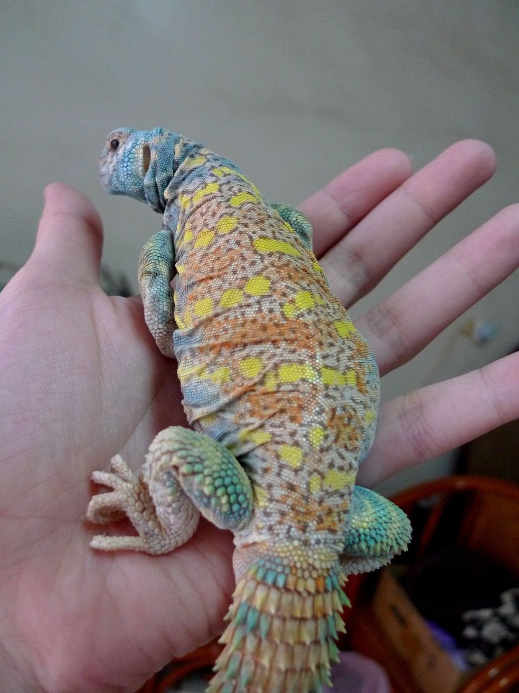 Uromastyx Ornata Facts and Pictures Reptile Fact