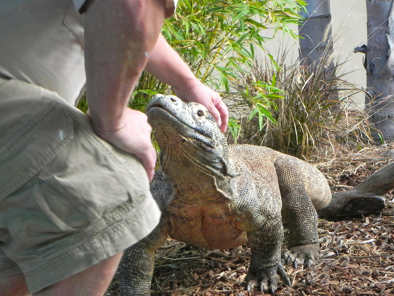 Komodo Dragon Facts and Pictures