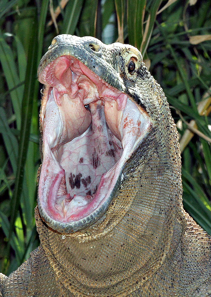 Komodo Dragon Facts and Pictures Reptile Fact