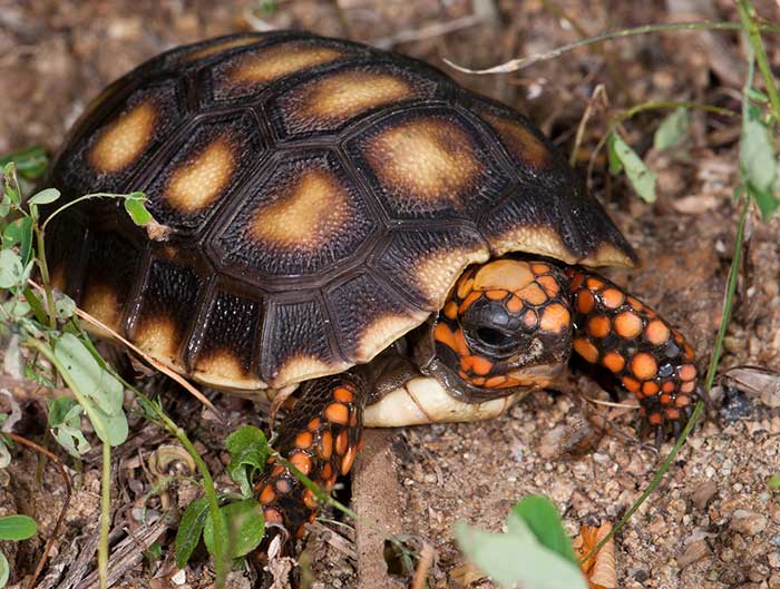 RedFooted Tortoise Facts and Pictures Reptile Fact