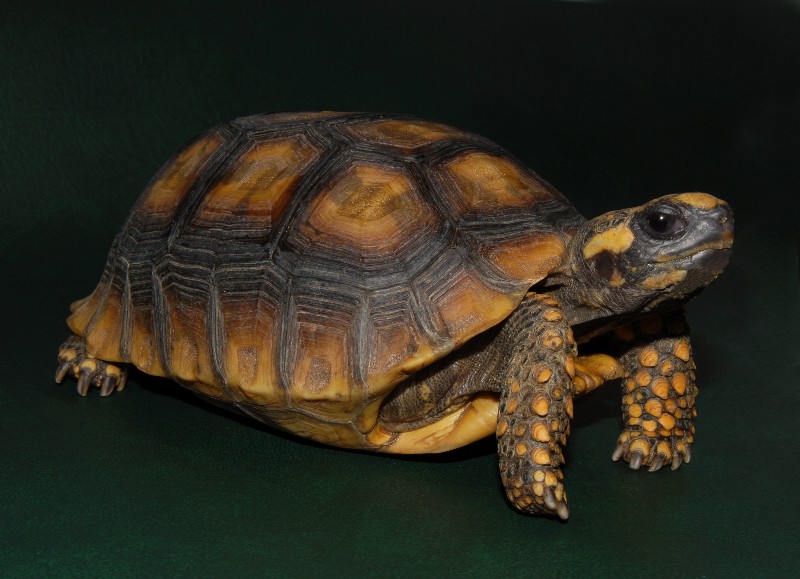 Yellow Foot Tortoise Facts and Pictures Reptile Fact
