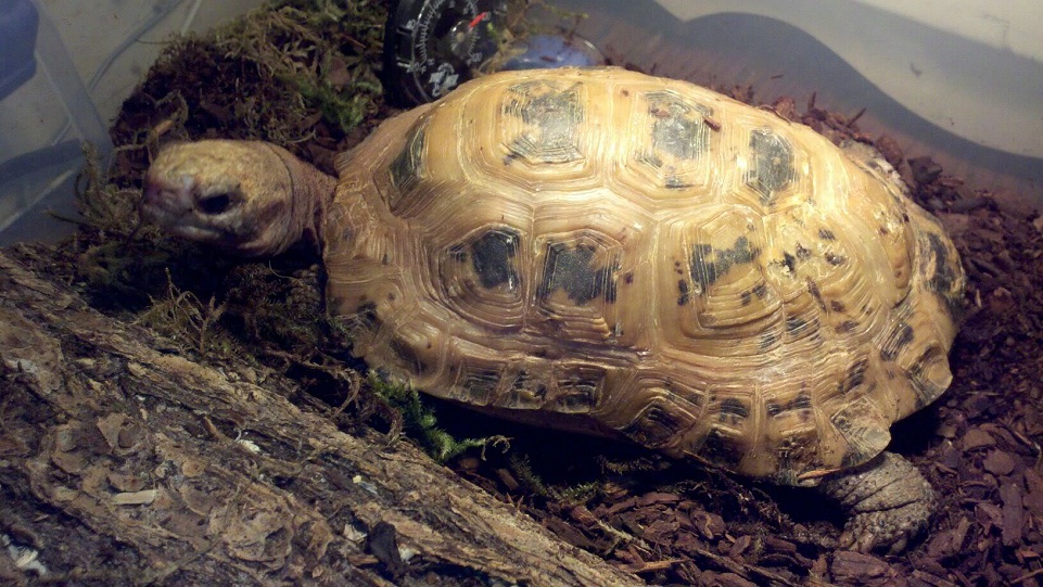 Elongated Tortoise Facts and Pictures
