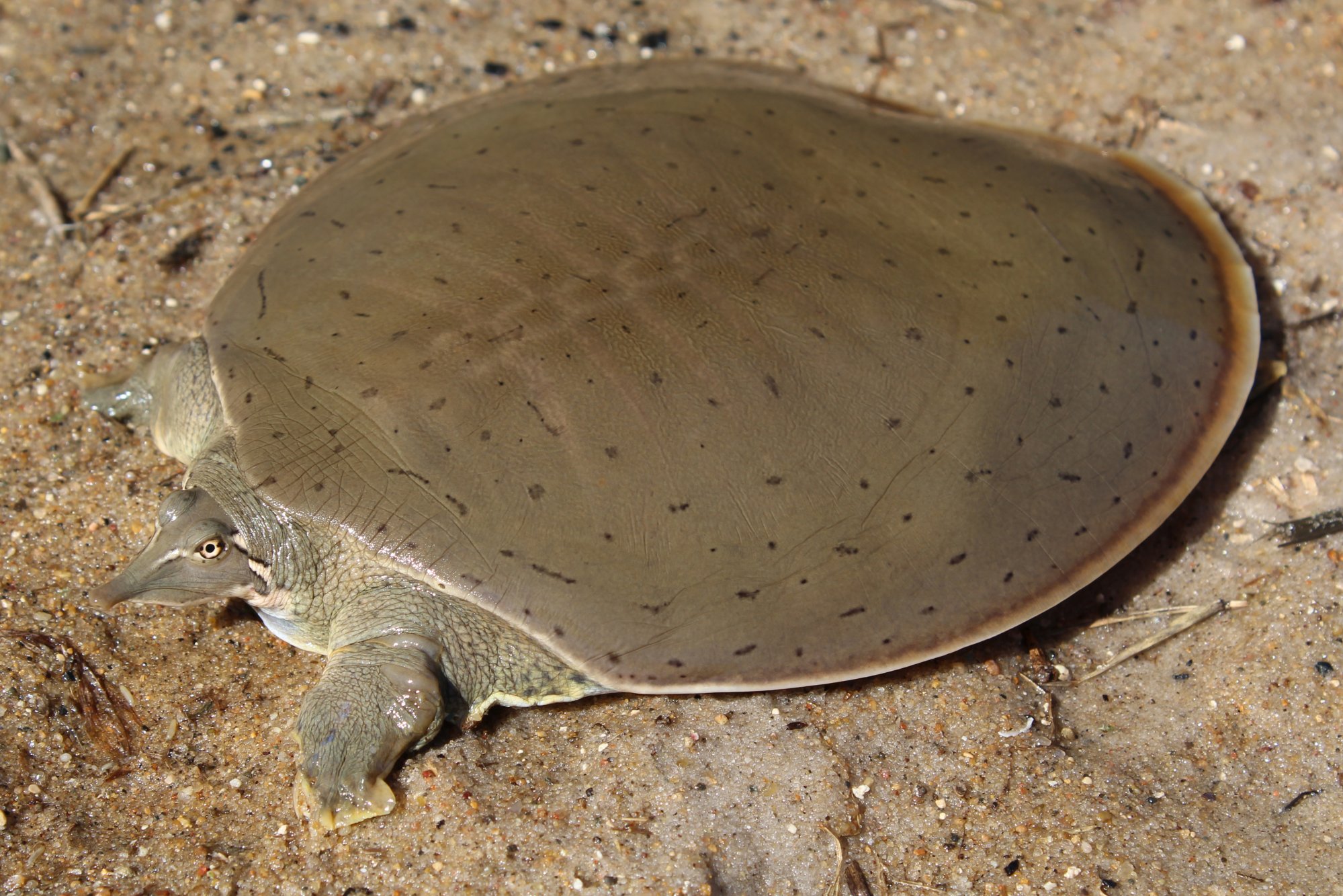 Review Of Smooth Shell Turtle Ideas