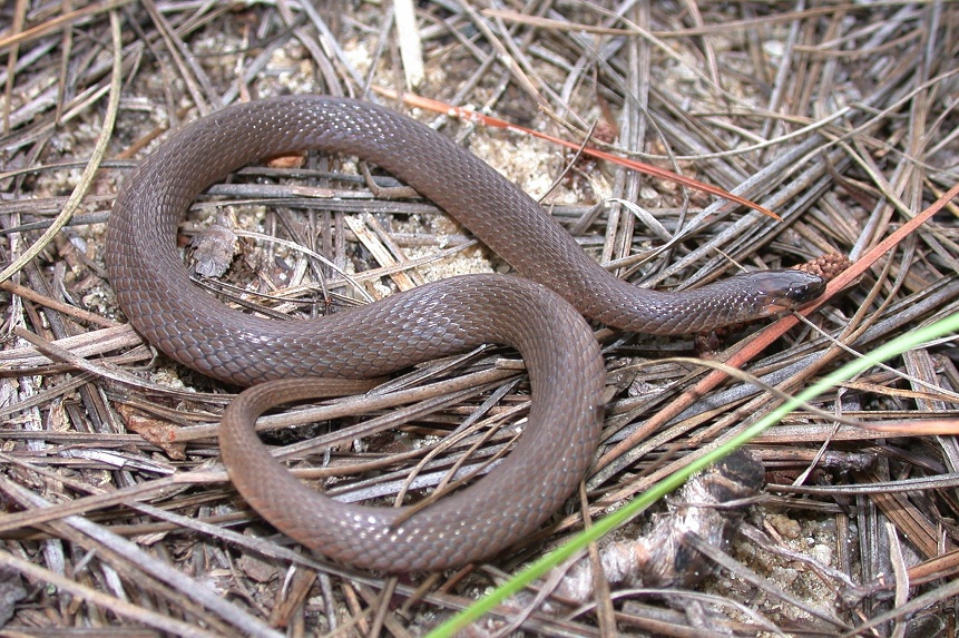 Brown Water Snake North Carolina Video Bokep Ngentot