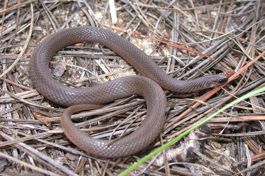 Brown Water Snake North Carolina | Video Bokep Ngentot