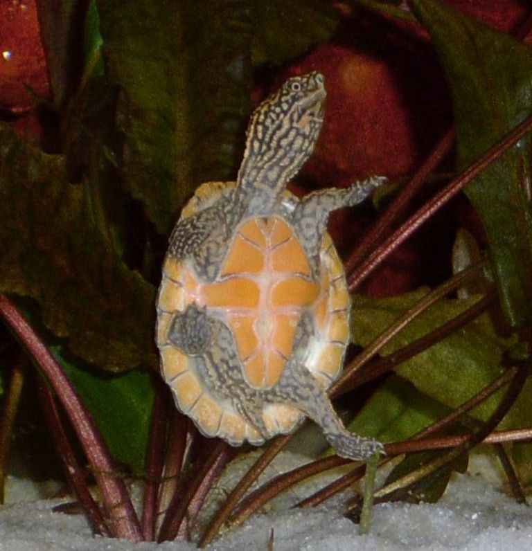 Loggerhead Musk Turtle Facts and Pictures