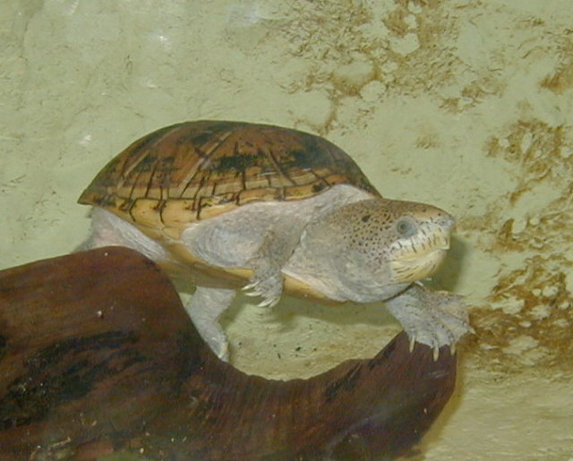 Loggerhead Musk Turtle Facts and Pictures