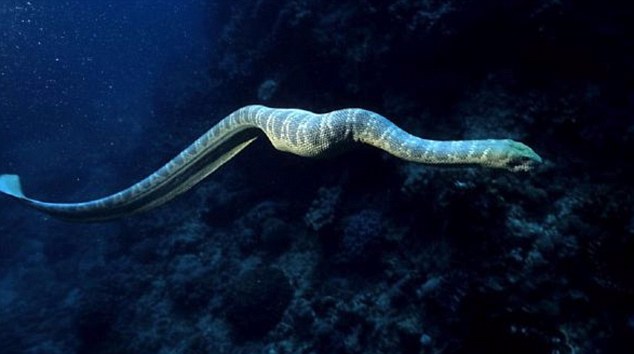 Stoke's Sea Snake Facts and Pictures