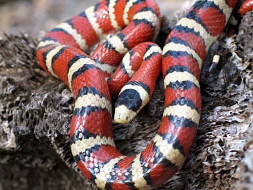 Arizona Mountain Kingsnake Facts and Pictures