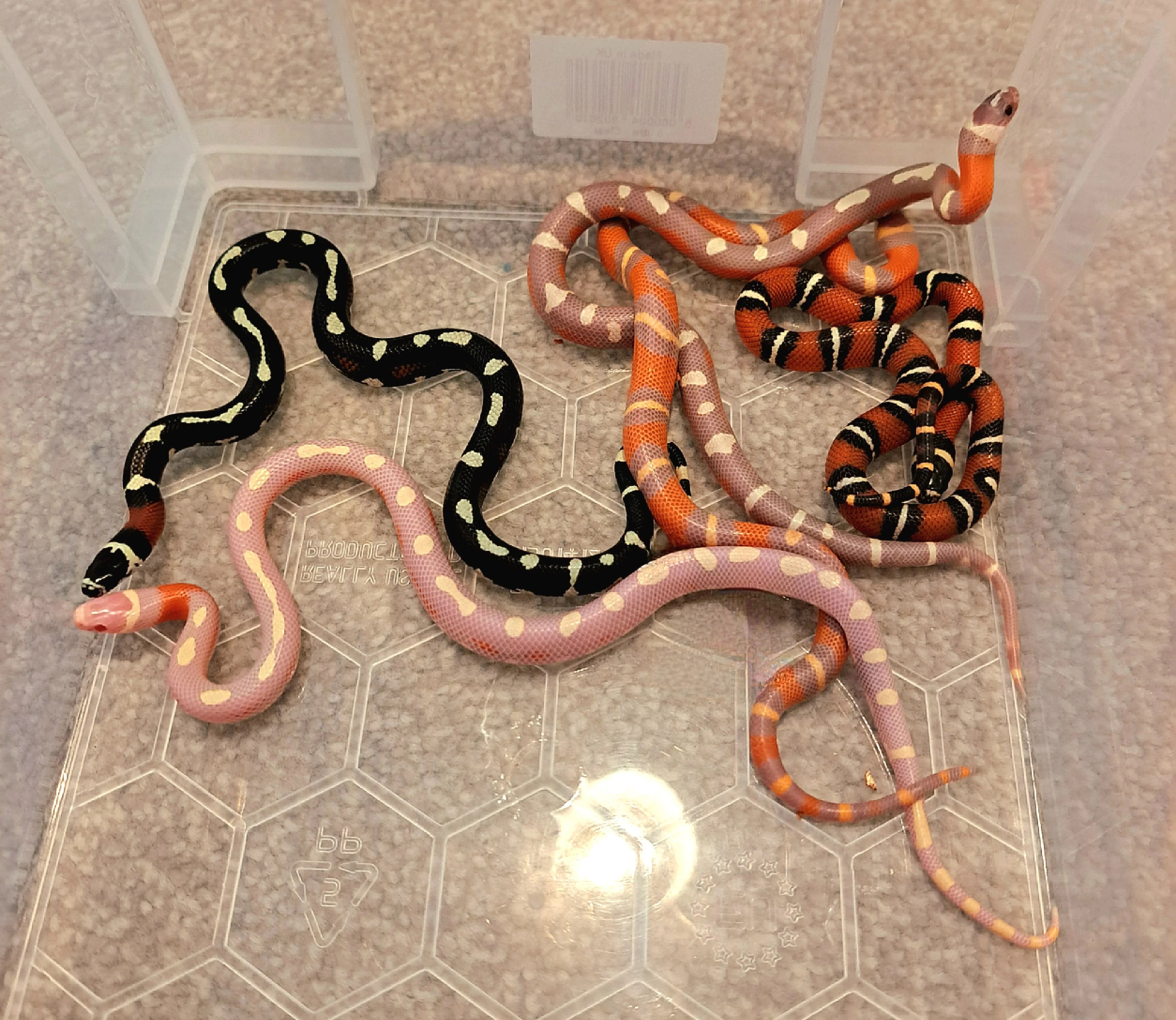 Colubrid hybrids Reptile Forums