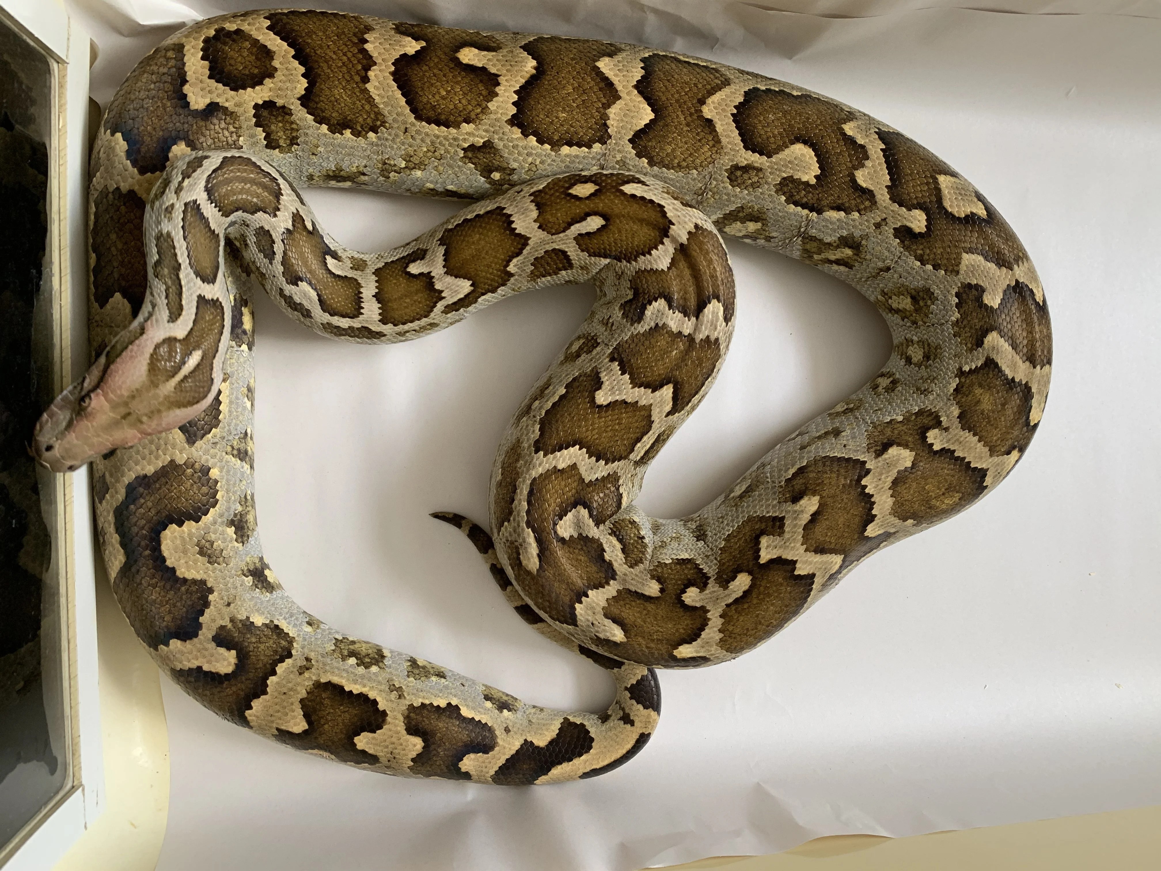 Trio Indian rock pythons Indian pythons, P. molurus molurus, (Pimbura