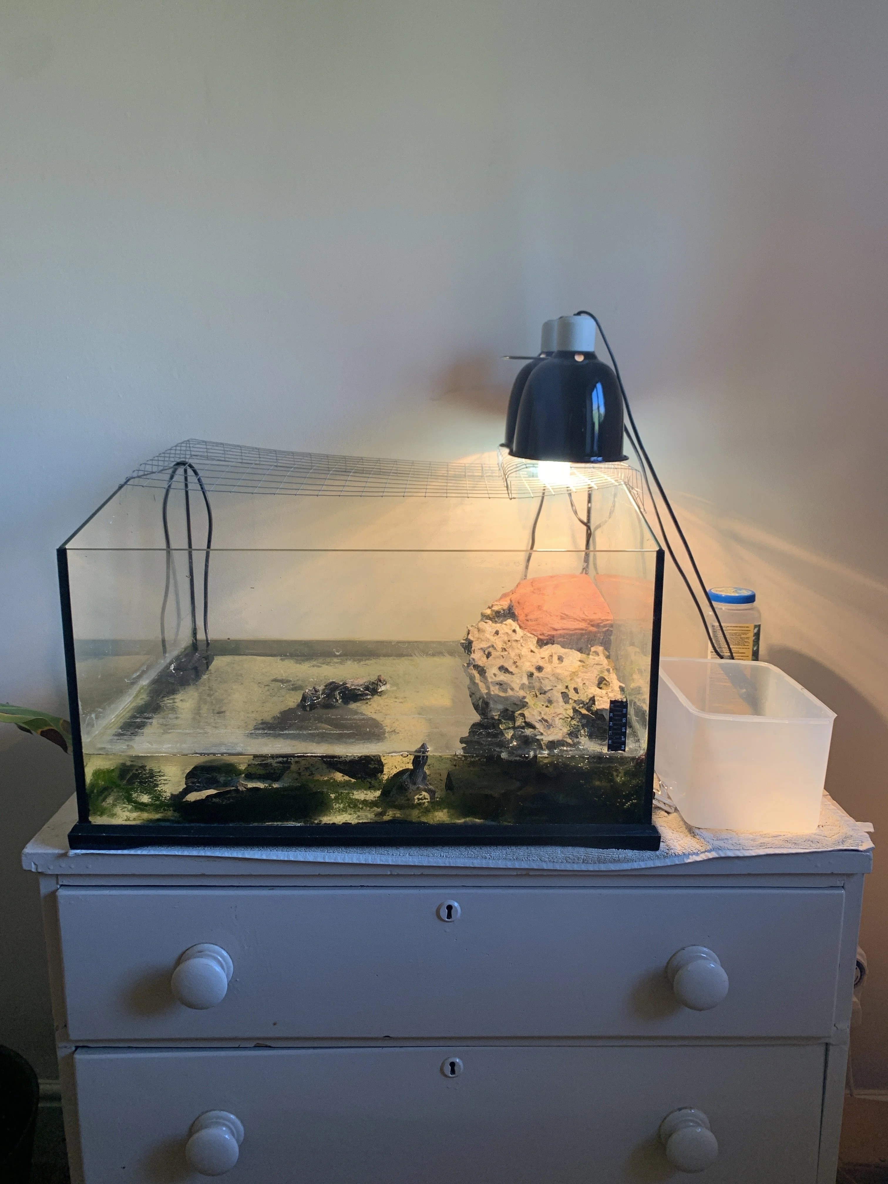 Two musk turtles and entire tank set up for sale Reptile Forums