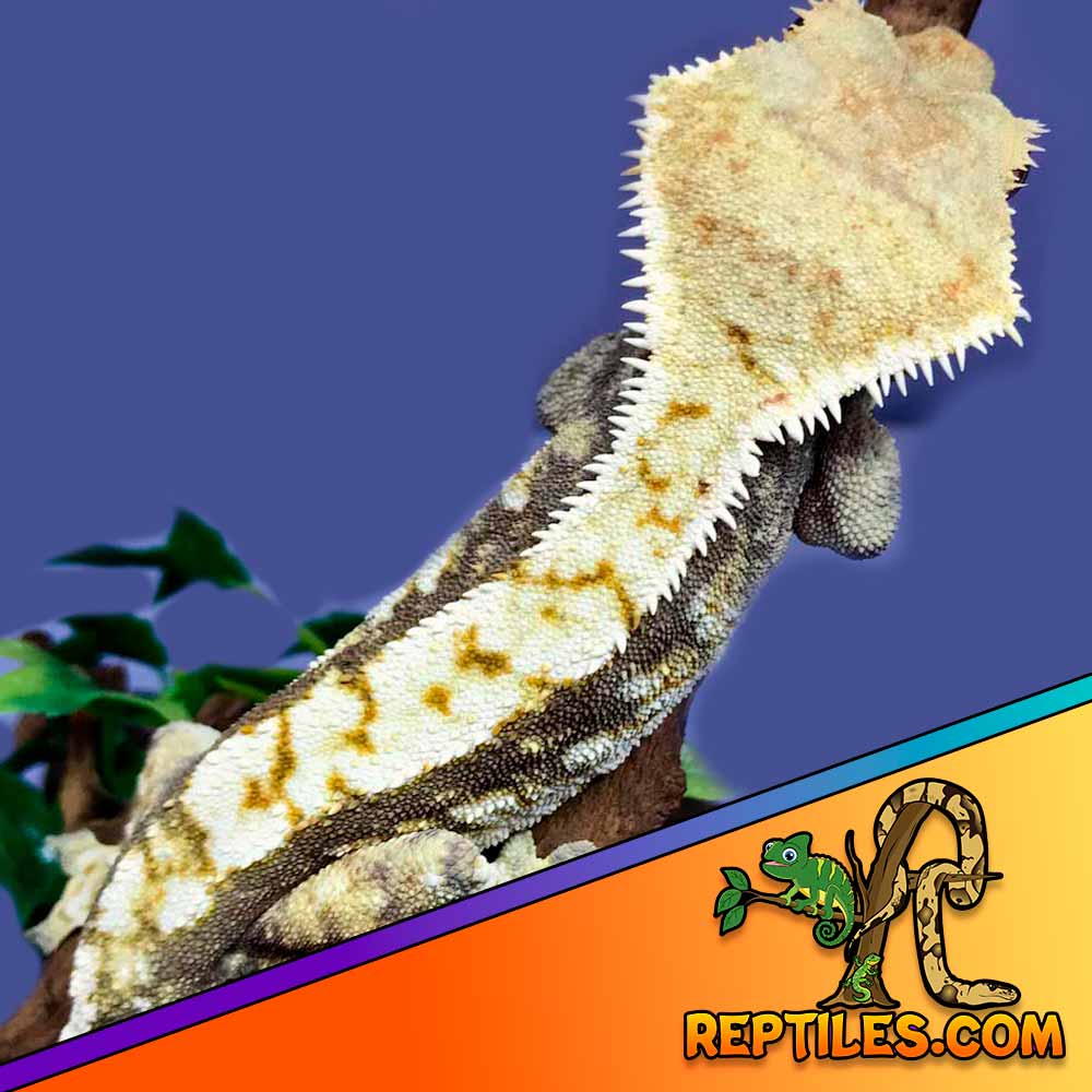 Harlequin crested gecko for sale Harlequin crested geckos sale