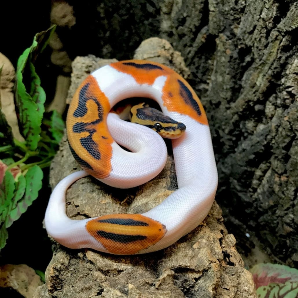 Pied ball python for sale piebald pythons pied ball python price