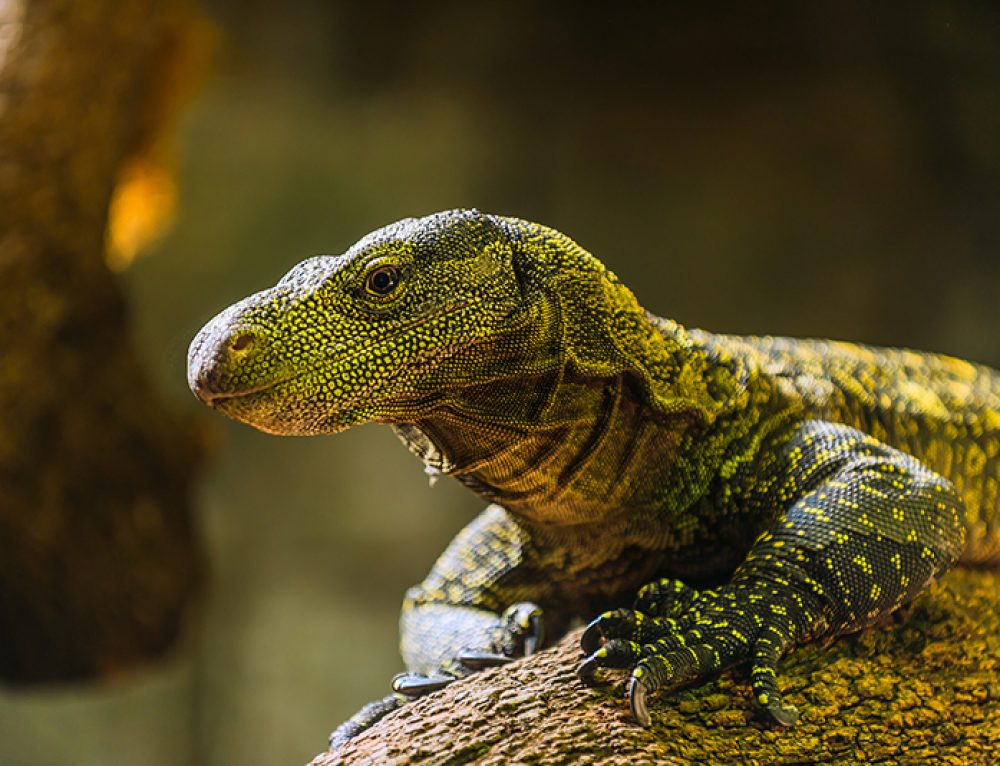 Florida's 10 Most Wanted Invasive Species! Reptile Shows