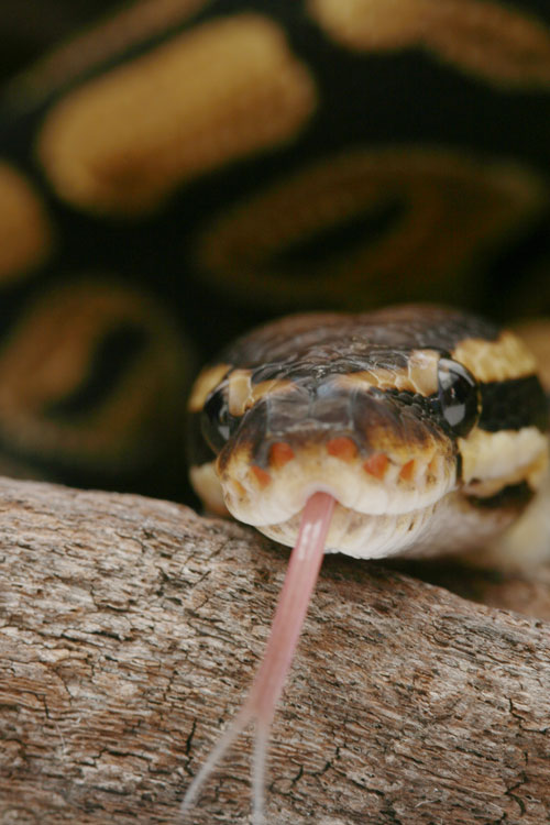Snake With Retained Spectacle Reptiles Magazine
