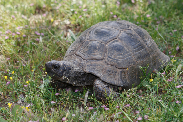 Can Turtles Eat Eggs? (Detailed Guide) Reptilia