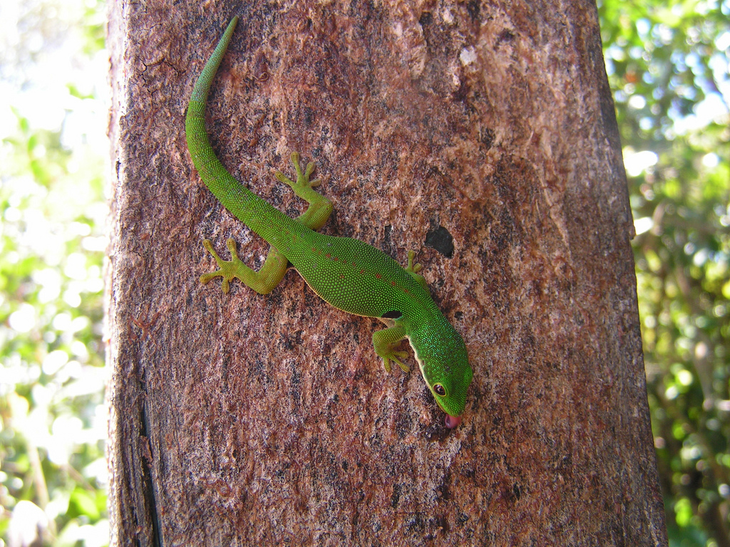 Pfauenaugentaggecko Phelsuma quadriocellata Terraristik