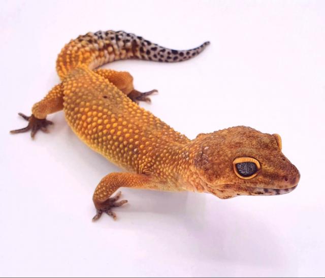 Leopardgecko Kleinanzeigen Leopardgecko Anzeigenmarkt