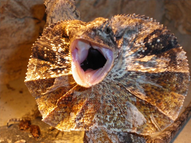 Verkaufe australische Kragenechsen, Chlamydosaurus kingii reptilien