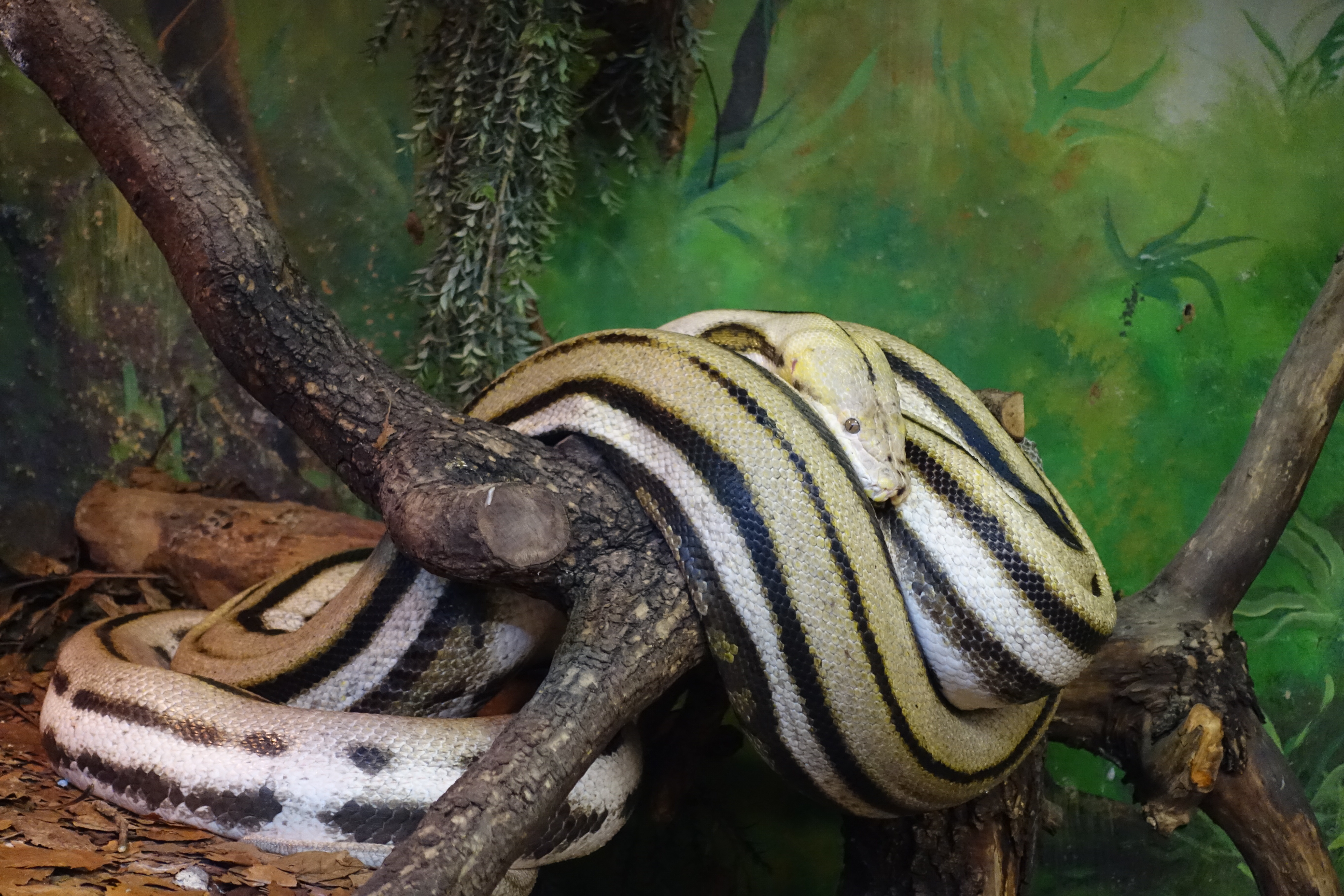 Rätselrunde am 05.02.2017 im Reptilienzoo HAPPs