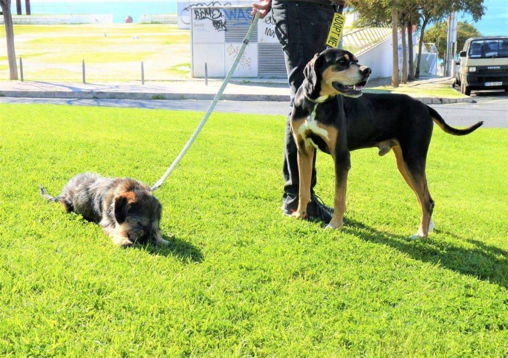 Your New Family Member RescueDogs.co.uk