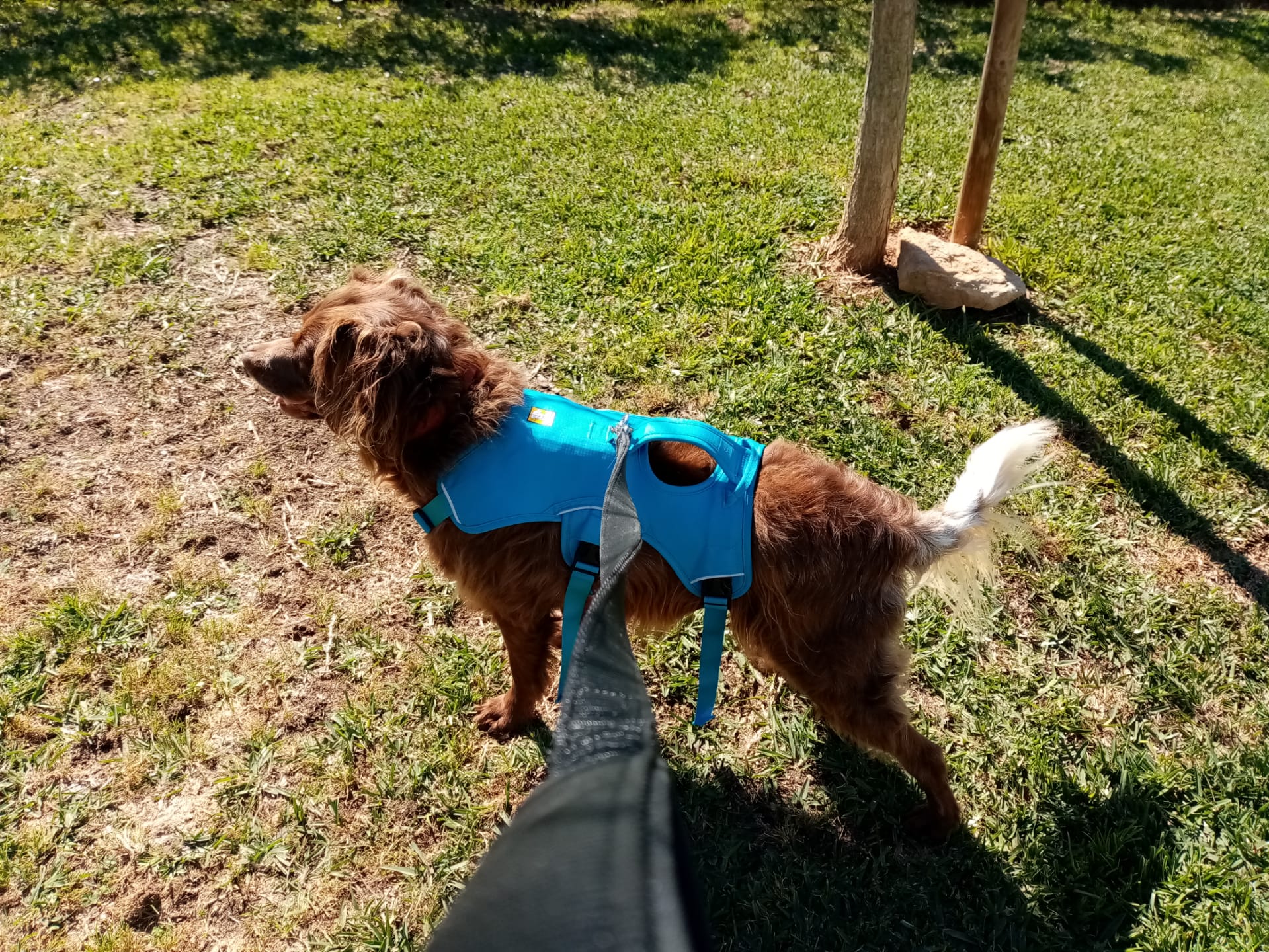 The Best Dog Harnesses RescueDogs.co.uk