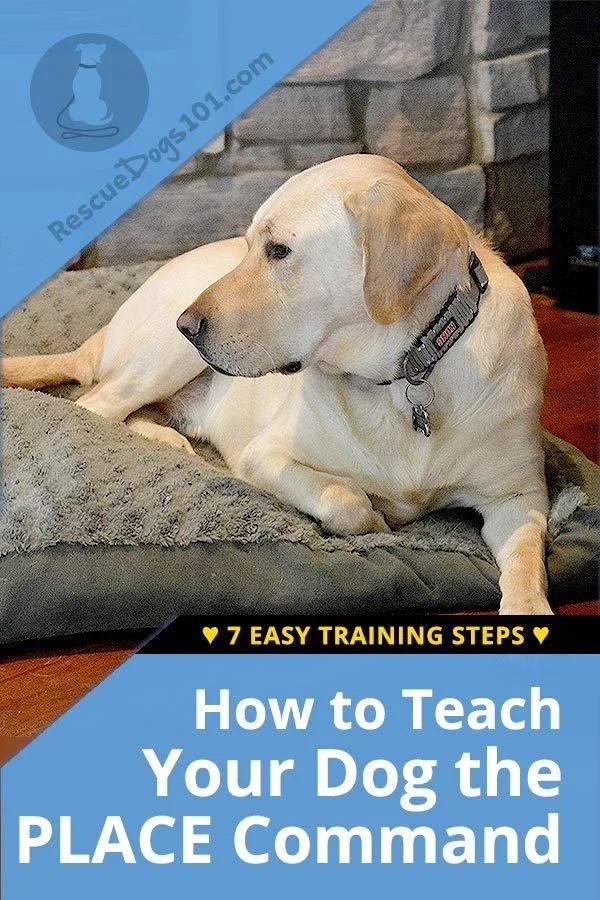 LifeChanging Dog Training The Place Command