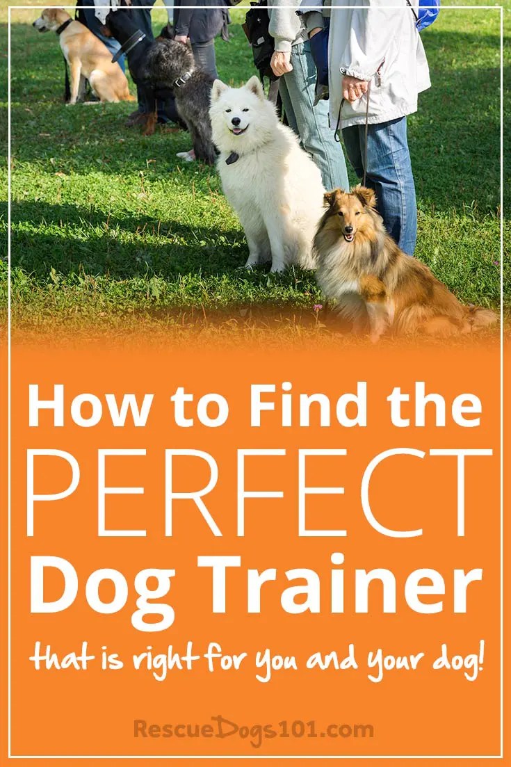 How to Find the Perfect Dog Trainer