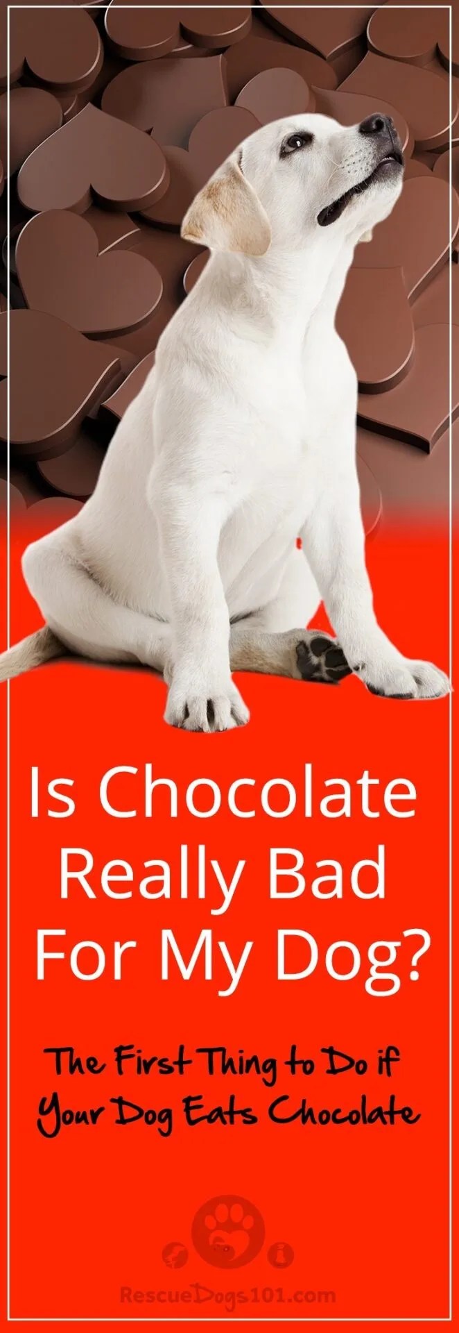 My Dog Ate Chocolate Will He Die?