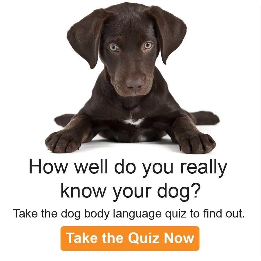 Dog Body Language Quiz Rescue Dogs 101