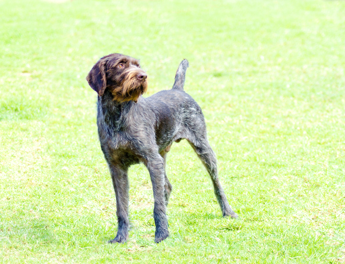 German Wirehaired Pointer Breed Information Rescue Pledge