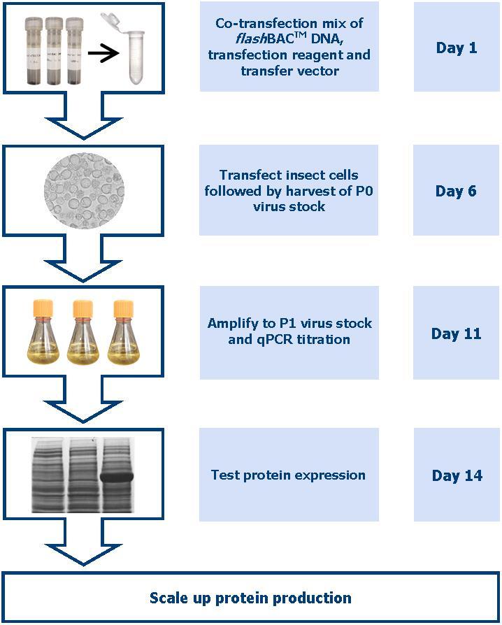Baculovirus Systems for Rapid and Simple Protein Production