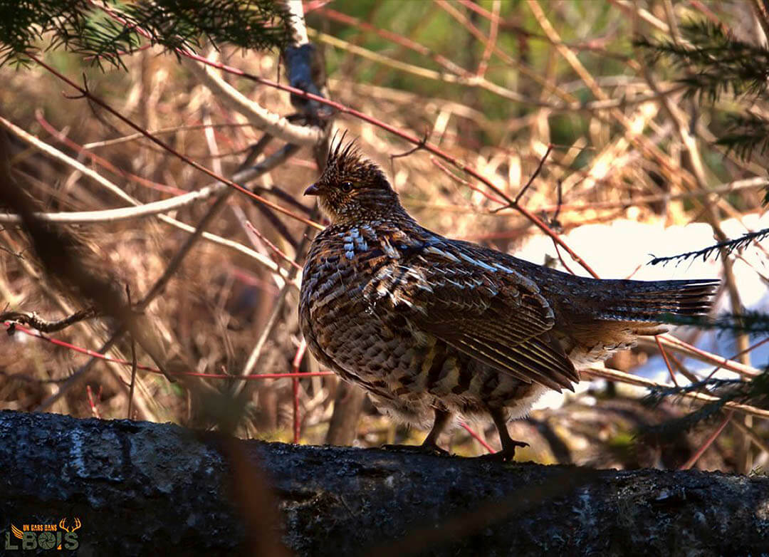 Chasse au petit gibier 2022 dans les ZEC du Québec