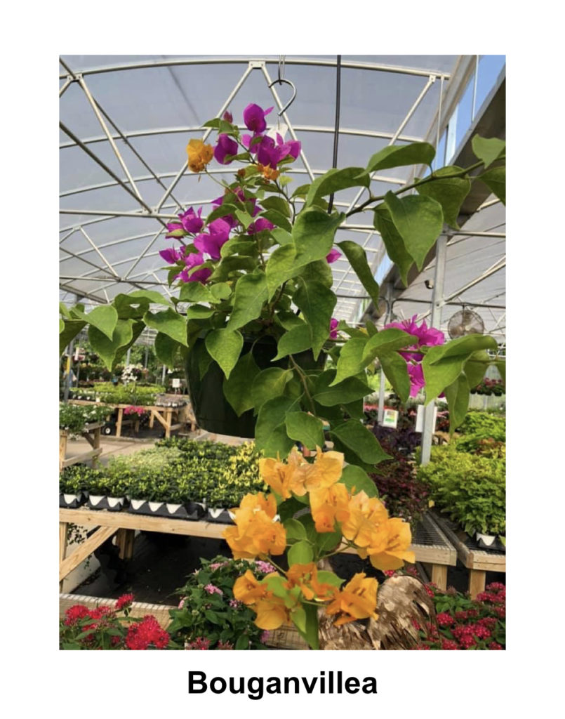 Hanging Baskets Reseda Nursery