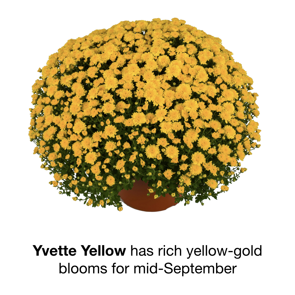 Fall Mums Reseda Nursery