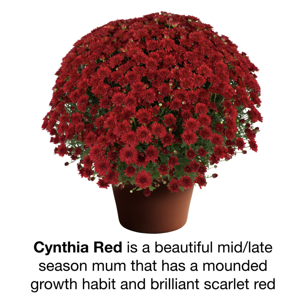 Fall Mums Reseda Nursery