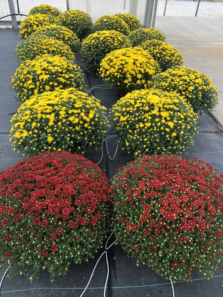 Reseda Nursery Making Huntsville, Madison, Athens & Decatur Beautiful.