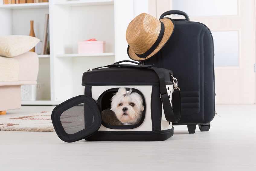Voyager en avion avec un chien quelles sont les règles