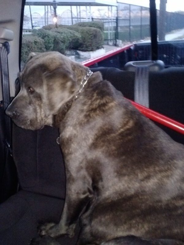 Police Officer Rescues Pregnant Mastiff And Goes Above And Beyond The
