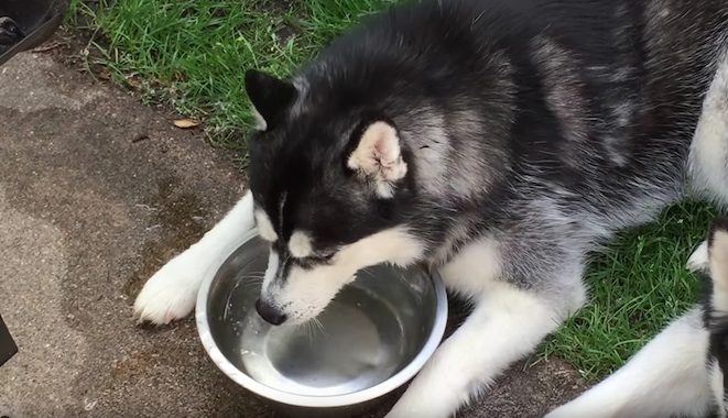 Funny Siberian Husky Blows Bubbles in Her Water Bowl