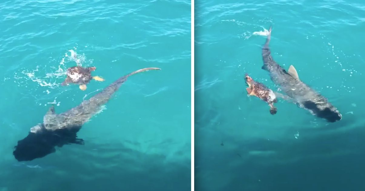 Amazing Video Captures Turtle Defending Himself From Shark