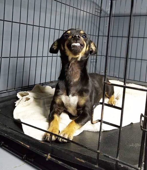Shelter Dog's Goofy Smile Wins People's Hearts And Gets