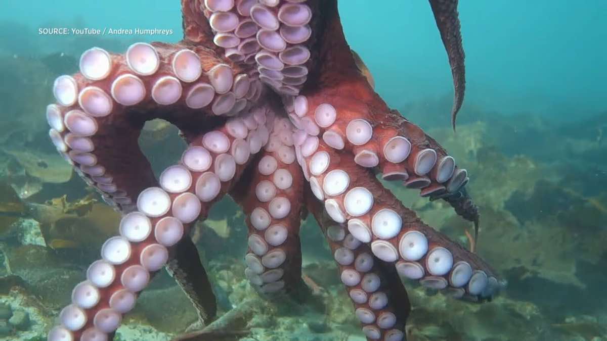 Giant Octopus Surprises Scuba Diver With A Hug