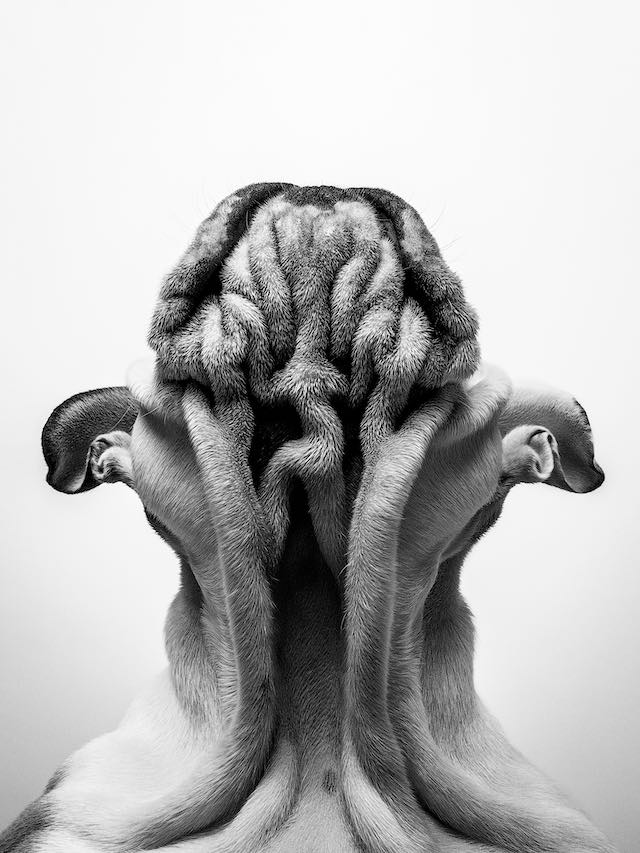 Dog Photography Award Winners Capture The Delight And Wonder Of Dogs