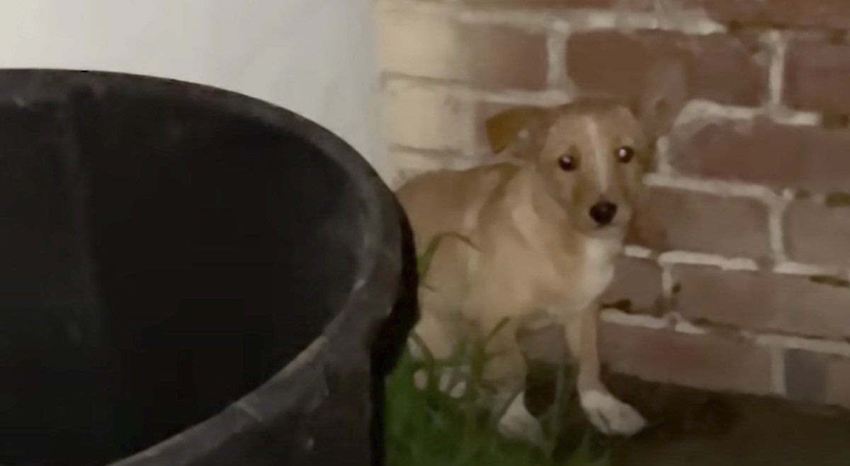 Terrified Stray Puppy Shows Up in Woman's Backyard Asking For Help