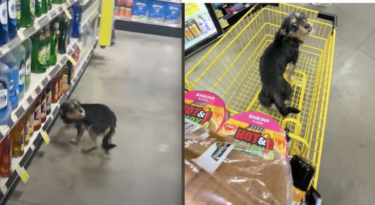 Man Spots Stray Dog Running Around Dollar General Store and Makes Life